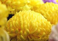 黄色い花を咲かせている町の花 菊の花のアップ写真