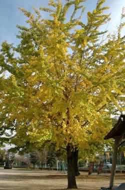 町の木 イチョウの木が黄色に色付き始めている写真