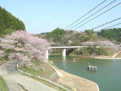 広川ダムの道路横に咲く桜の木と澄んだ青空の風景写真