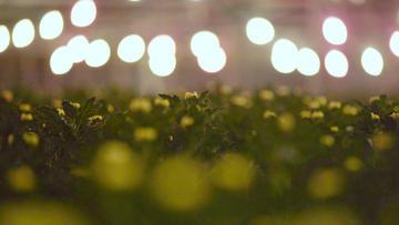 菊の花に電気の光をあてている電照菊を遠目に写した写真