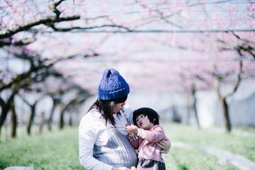 桜の木の下で妊婦のお母さんが子供を抱き、お互いの顔を見つめている親子の写真