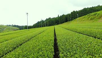 鮮やかな新緑の茶畑一面を写した写真