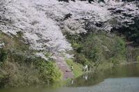 広川ダムの桜の木の写真