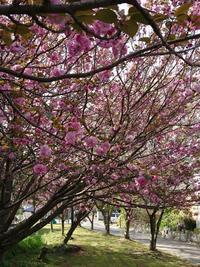 ピンクに色づいた桜の木を花の斜め下から写した写真