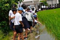 田んぼ横で生き物観察をしている児童達の写真