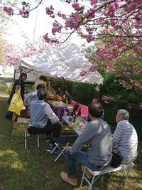 桜の木の下で花見を楽しんでいる人達の写真