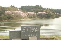 広川ダムと書かれた案内の後方に広がる桜の木々を写した写真